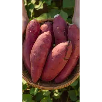 Organic Sweet Potato 